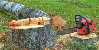 Best Tree Trimming and Pruning  in Racine, WI