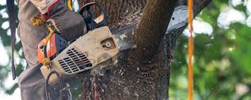 Best Stump Grinding and Removal  in Racine, WI