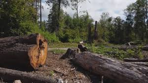 Best Tree Risk Assessment  in Racine, WI