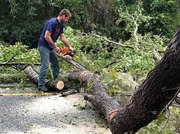 Best Tree Disease Treatment  in Racine, WI