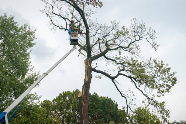 Best Leaf Removal  in Racine, WI