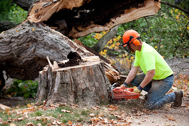 Best Lawn Grading and Leveling  in Racine, WI