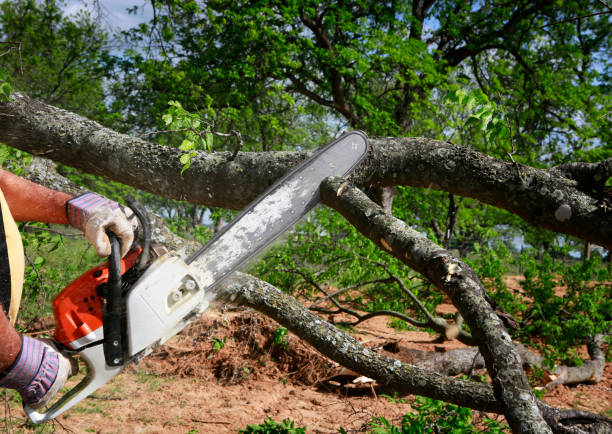 Best Hazardous Tree Removal  in Racine, WI